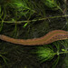 European Medicinal Leech - Photo (c) viktor, some rights reserved (CC BY)