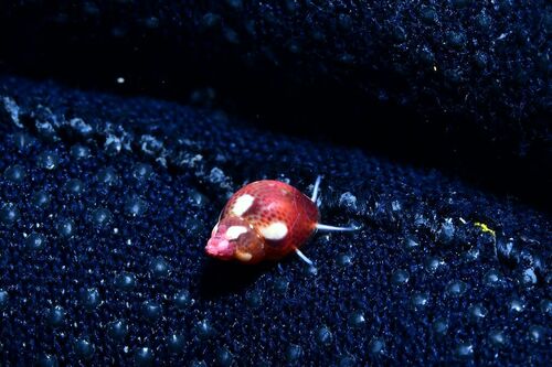 Tricolia picta - Photo (c) xavi salvador costa, some rights reserved (CC BY-NC)