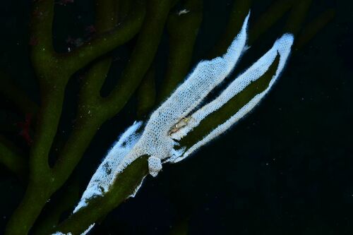 Membraniporidae - Photo (c) xavi salvador costa, some rights reserved (CC BY-NC)
