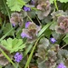 Glechoma hederacea - Photo (c) ester serrao, some rights reserved (CC BY), uploaded by ester serrao