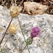 Mantisalca salmantica - Photo (c) ester serrao, some rights reserved (CC BY), uploaded by ester serrao