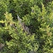 Juniperus turbinata - Photo (c) ester serrao, some rights reserved (CC BY), uploaded by ester serrao