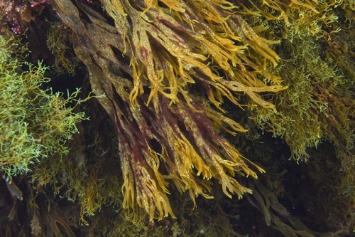 Dictyota spiralis - Photo (c) xavi salvador costa, some rights reserved (CC BY-NC)