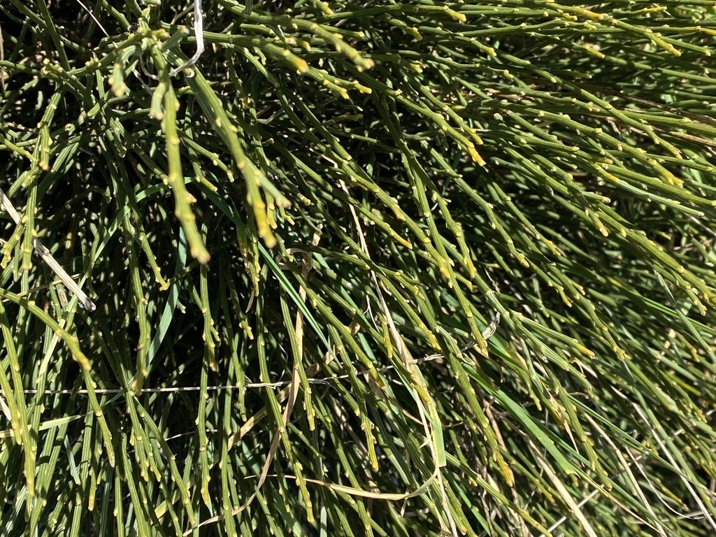 Pyrenean Broom - Photo (c) ester serrao, some rights reserved (CC BY), uploaded by ester serrao