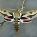 Leafy Spurge Hawkmoth - Photo (c) viktor, some rights reserved (CC BY)