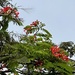 Delonix regia - Photo (c) ester serrao, some rights reserved (CC BY), uploaded by ester serrao