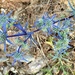 Eryngium bourgati - Photo (c) ester serrao, some rights reserved (CC BY), uploaded by ester serrao