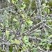Rhamnus oleoides - Photo (c) ester serrao, some rights reserved (CC BY), uploaded by ester serrao