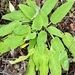 Stachys germanica - Photo (c) ester serrao, some rights reserved (CC BY), uploaded by ester serrao