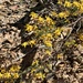 Genista triacanthos - Photo (c) ester serrao, some rights reserved (CC BY), uploaded by ester serrao