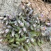 Sedum mucizonia - Photo (c) ester serrao, some rights reserved (CC BY), uploaded by ester serrao