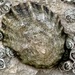 Black-footed Limpet - Photo (c) ester serrao, some rights reserved (CC BY), uploaded by ester serrao