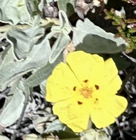 Spotted Yellow Sun Rose - Photo (c) ester serrao, some rights reserved (CC BY), uploaded by ester serrao