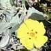 Spotted Yellow Sun Rose - Photo (c) ester serrao, some rights reserved (CC BY), uploaded by ester serrao