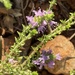 Thymbra capitata - Photo (c) ester serrao, some rights reserved (CC BY), uploaded by ester serrao