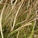 Halodule wrightii - Photo (c) ester serrao, some rights reserved (CC BY), uploaded by ester serrao