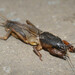 European Mole Cricket - Photo (c) viktor, some rights reserved (CC BY)