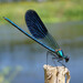 Banded Demoiselle - Photo (c) viktor, some rights reserved (CC BY)