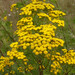 Tanacetum vulgare - Photo (c) viktor, some rights reserved (CC BY)