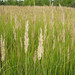 Calamagrostis epigejos - Photo (c) viktor, some rights reserved (CC BY)