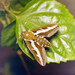 Hyles gallii - Photo (c) viktor, some rights reserved (CC BY)