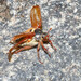 Common Cockchafer - Photo (c) viktor, some rights reserved (CC BY)