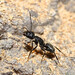 Camponotus vagus - Photo (c) viktor, some rights reserved (CC BY)