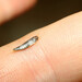 Common Silverfish - Photo (c) viktor, some rights reserved (CC BY)