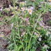Erigeron annuus - Photo (c) Yuliia Kutsokon, some rights reserved (CC BY), uploaded by Yuliia Kutsokon