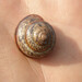 Camaenid Land Snails - Photo (c) viktor, some rights reserved (CC BY)