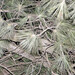 Eastern White Pine - Photo (c) viktor, some rights reserved (CC BY)
