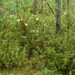 Rhododendron tomentosum - Photo (c) viktor_parkhomenko, some rights reserved (CC BY)