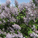 Common Lilac - Photo (c) viktor, some rights reserved (CC BY)