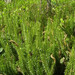 Lycopodium annotinum - Photo (c) viktor, some rights reserved (CC BY)