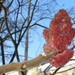 Rhus typhina - Photo (c) viktor, some rights reserved (CC BY)