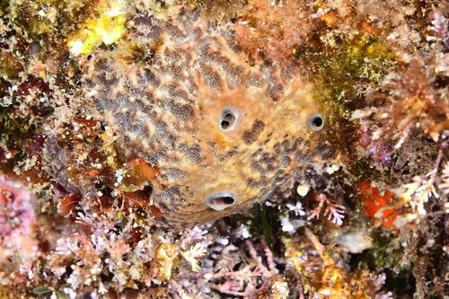 Stinker Sponge - Photo (c) xavi salvador costa, some rights reserved (CC BY-NC)