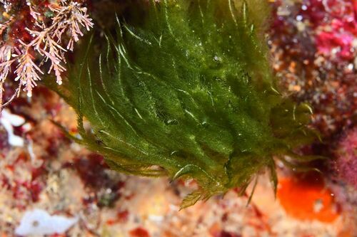 Hen Pen - Photo (c) xavi salvador costa, some rights reserved (CC BY-NC)