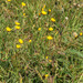 Hawkweed Oxtongue - Photo (c) viktor, some rights reserved (CC BY)