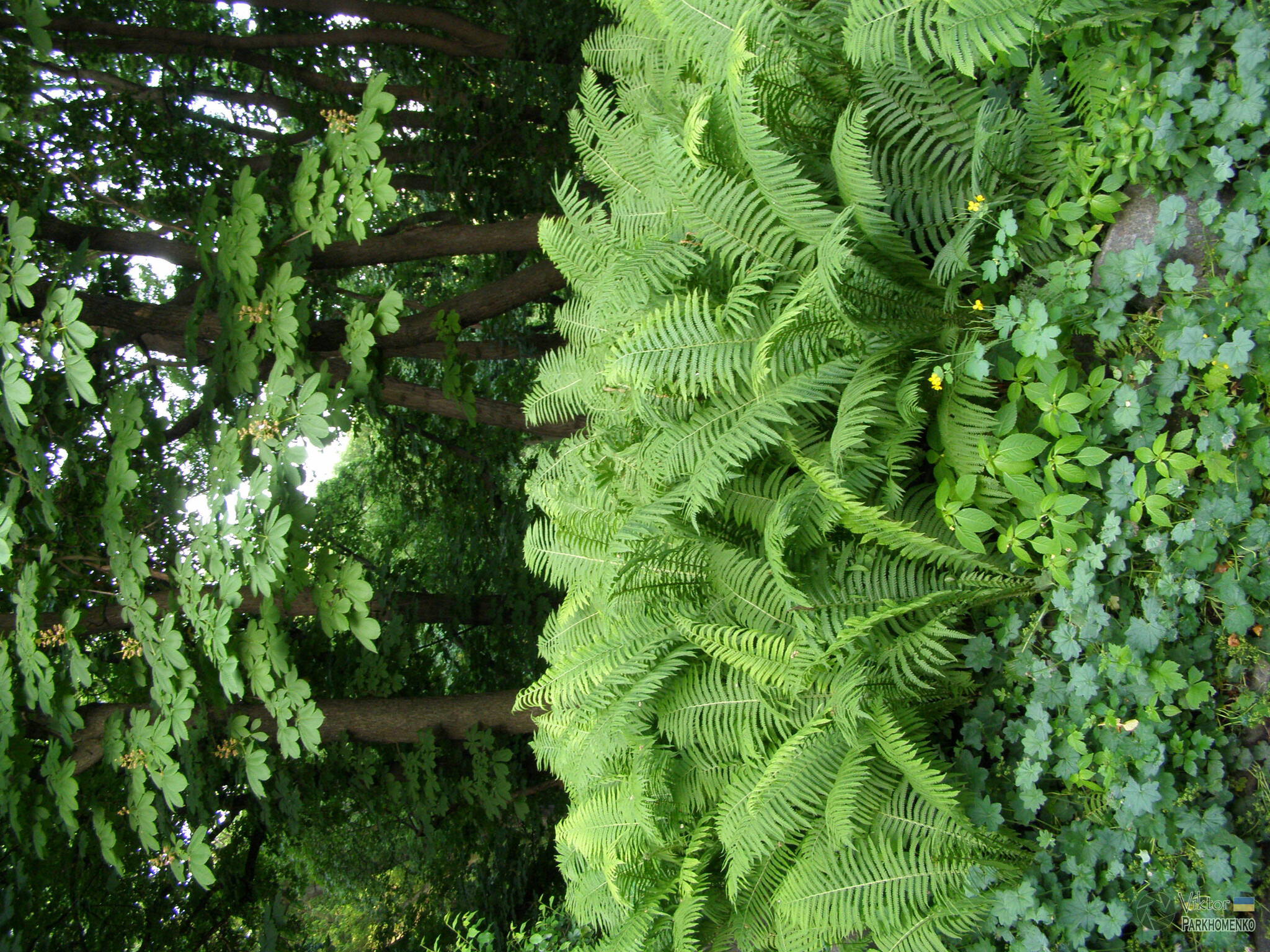 Matteuccia struthiopteris