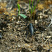 Dorcadion - Photo (c) viktor, some rights reserved (CC BY)