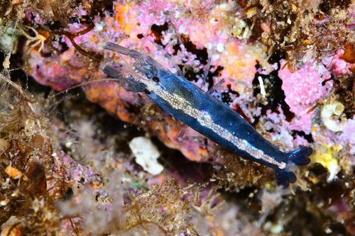 Hooded Shrimp - Photo (c) xavi salvador costa, some rights reserved (CC BY-NC)