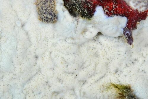 Plakina - Photo (c) xavi salvador costa, some rights reserved (CC BY-NC)