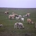 Domestic Sheep - Photo (c) ykvach, some rights reserved (CC BY)