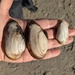River Mussels - Photo (c) ykvach, some rights reserved (CC BY)