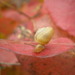 Monacha fruticola - Photo (c) ykvach, some rights reserved (CC BY)