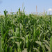 Maize - Photo (c) viktor, some rights reserved (CC BY)