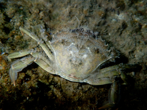 Mediterranean Green Crab - Photo (c) Enric Badosa, some rights reserved (CC BY-NC)