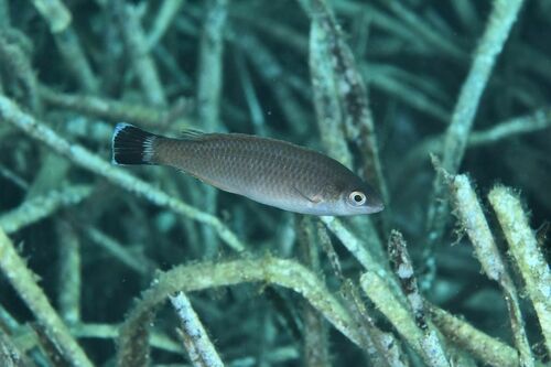 Blacktailed Wrasse - Photo (c) xavi salvador costa, some rights reserved (CC BY-NC)