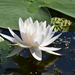 European White Waterlily - Photo (c) Enric Badosa, some rights reserved (CC BY-NC), uploaded by Enric Badosa