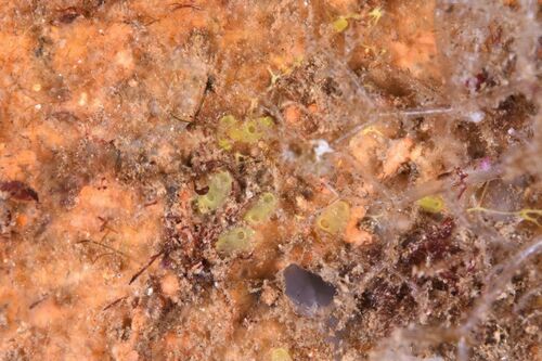 Ecteinascidia herdmani - Photo (c) xavi salvador costa, some rights reserved (CC BY-NC)